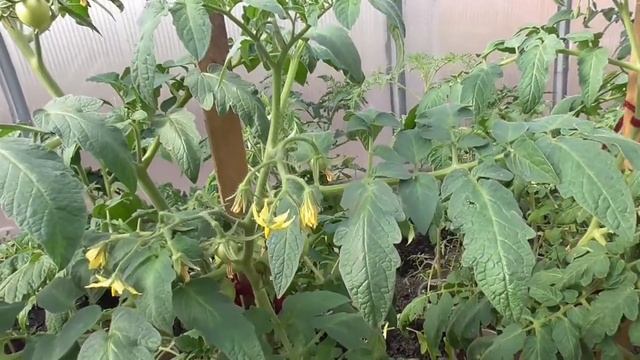 Томаты новинки 2022 года. Томат Сердцеедка в теплице имеет много кистей с завязью уже в апреле! смотреть онлайн