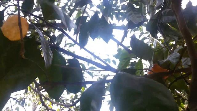 Мандарины с ветки. Апрель. Абхазия смотреть онлайн