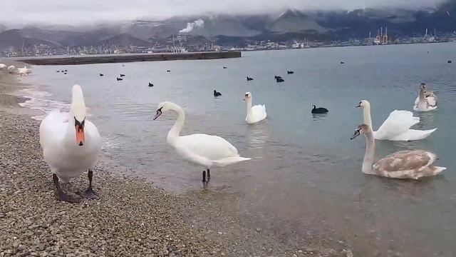 Город - Герой Новороссийск⭐ Ф. Шуберт - Вечерняя серенада?? смотреть онлайн