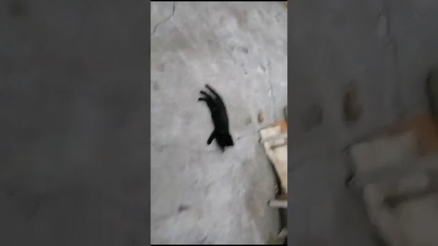 11.09.2023.Котикам Зачёт👍! Поверели в себя. погуляли и вернулись!+79241232444Ю/к:Стороженко Владими смотреть онлайн