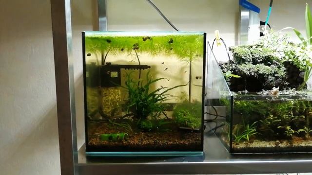 #aquarium#amano Аквариумный стеллаж. Кормлю аманок нитчаткой. смотреть онлайн