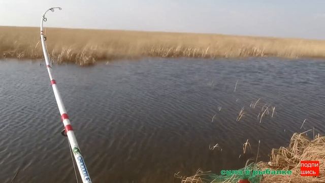 ГОЛОДНЫЙ КАРАСЬ РВЁТ ЛЕСКУ !!! ВЕСЕННЯЯ РЫБАЛКА, ЛОВИМ НА ЧЕРВЯ. смотреть онлайн