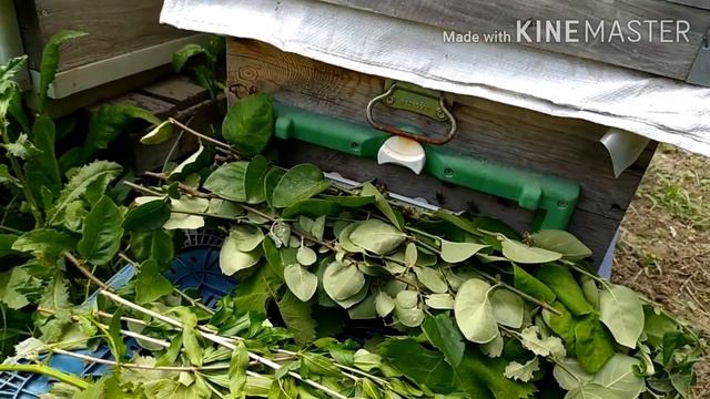 arıcılık kısa mesafe dal yöntemi ile yer değiştirdik. bakalım sonuç nasıl oldu. смотреть онлайн