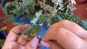 Размножение душистой пеларгонии черенками. Мои душистые пеларгонии.