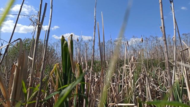 Пение жаб лечит смотреть онлайн