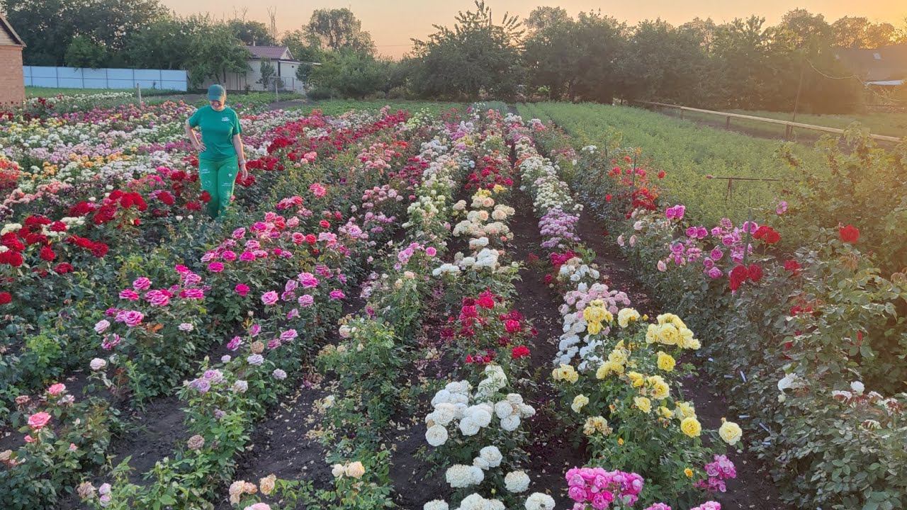 Прогулка вдоль рядов роз rosebushes.ru смотреть онлайн