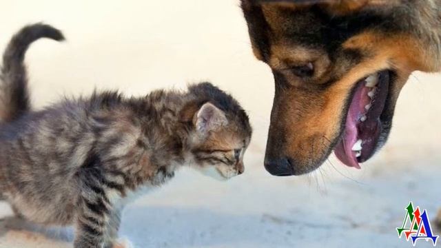 ЖУЛЬКА 1. «Молодец, спас кошку с котёнком! Не помирать же им на улице!» – Дуся похвалила Жульку смотреть онлайн