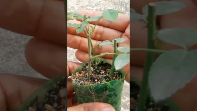 Rose flower growing using Aloe Vera natural rooting hormone #shortvideo #viralvideo #growroseplant смотреть онлайн