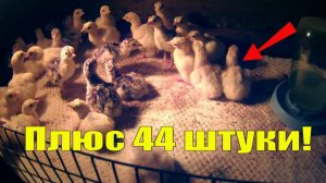 ПОПОЛНЕНИЕ  В 44 ИНДЮКА, КУРЫ //Проект в ОПАСНОСТИ! РАССАДА ЗИМУЕТ