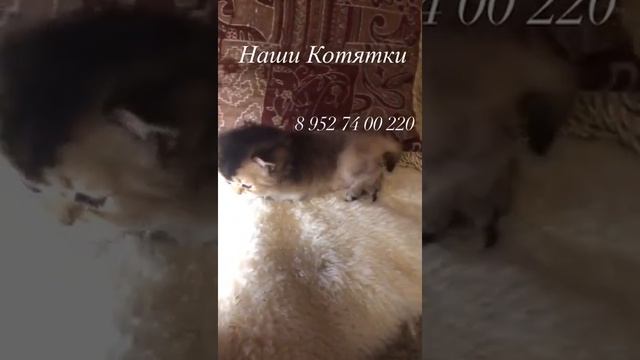 Котёнок золотой британской длинношёрстной шиншиллы.Возраст 1 месяц. смотреть онлайн