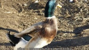 Башкирская утка — описание породы