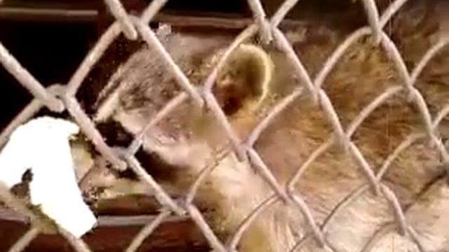 Семейство енотов смотреть онлайн