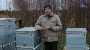 Пчелы карника пешец и карника варроатолеранц