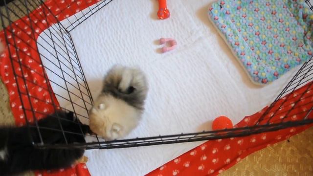 Сынулька Даши и Рони, померанский шпиц смотреть онлайн