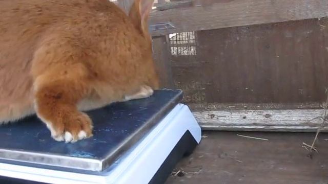 Кролики НЗК. Самец Боня 1,5 года смотреть онлайн