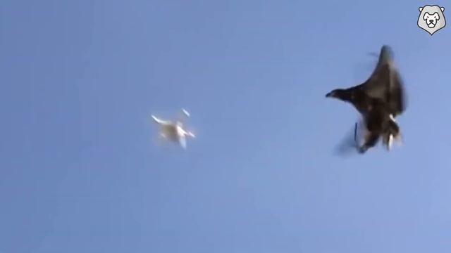 ОРЕЛ - БЕСПОЩАДНЫЕ нападения Орлов на Крокодилов, Медведей и Людей! ОРЕЛ В ДЕЛЕ! смотреть онлайн