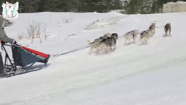 Собаки для детей. Учим породы собак и их звуки - развивиющее видео [get-save.com]