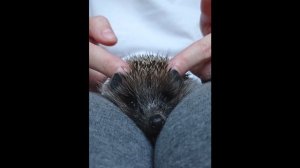 Массаж для маленького прелестного гатчинского ежонка, 12.07.2021 г. Ёж. Ёжик. Прикол