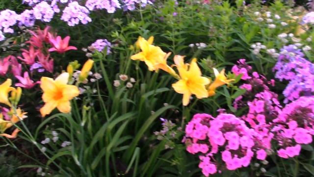 Компаньоны для флоксов в моём саду. смотреть онлайн