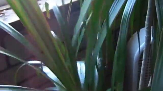 Dracaena Marginata (Dragon Tree) - Ians Tropical Paradise смотреть онлайн
