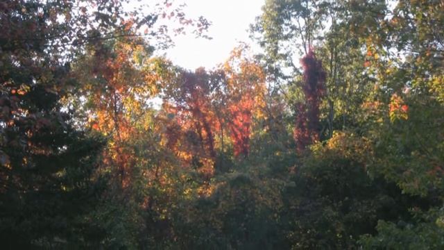 Canon HV-20 HD Test. смотреть онлайн