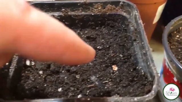 Подзимний посев: когда, что и как смотреть онлайн