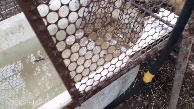 Летние вольеры для нутрий смотреть онлайн