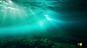 Подводная охота на лобана, кефаль.