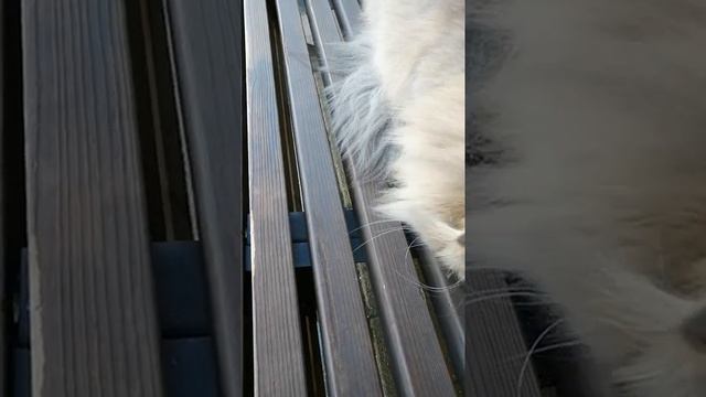 Алекс лакомится смотреть онлайн