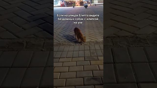 Привиты и не опасны смотреть онлайн