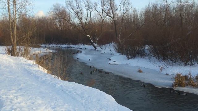 Москва, Братеево, река Городня , утки зимой смотреть онлайн
