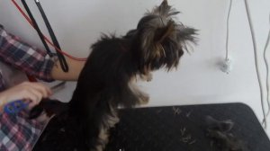 Профессиональная гигиена-грумминг щенка йорка