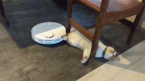Робот-пылесос засосал коту хвост // The vacuum cleaner sucked the cat's tail // ロボット掃除機が猫のしっぽを吸いました