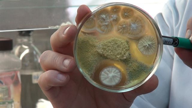 ТРИХОДЕРМА И МЕТАРИЗИУМ || Может ли триходерма поедать метаризиум? смотреть онлайн