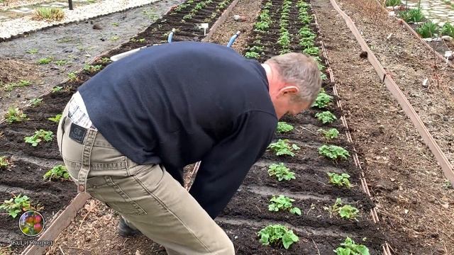 КЛУБНИКА ВЕСНОЙ.ХОТИТЕ МНОГО КРУПНОЙ КЛУБНИКИ?ПОДКОРМИТЕ ЭТИМ В АПРЕЛЕ, МАЕ!!!УРОЖАЙ КЛУБНИКИ! смотреть онлайн