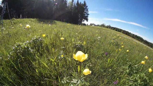 Trollblume - Trollius Europaeus (Engl. Trollflonkers)