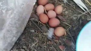 Куры не едят виноградную улитку???