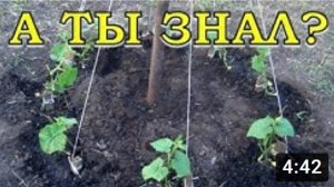 Выращиваем огурцы ЁЛОЧКОЙ🌲🌲🌲