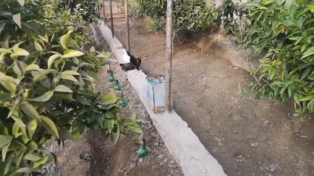 ТОМОРҚАНГИЗДА ЯШИРИНИБ ЁТГАН ФОЙДА смотреть онлайн