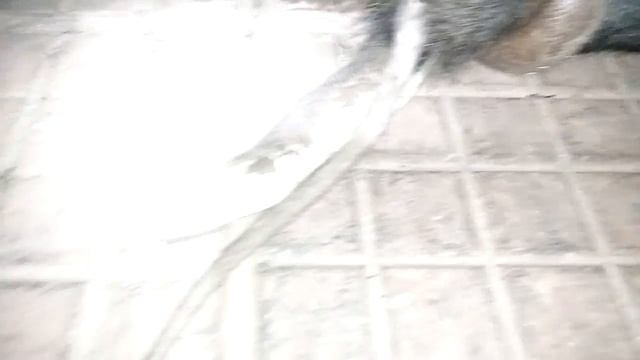Unidentified Snake trying to gulp down a rat смотреть онлайн