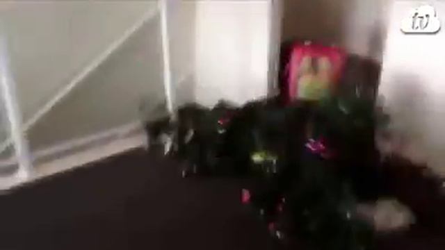 Коты и ёлки. смотреть онлайн