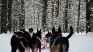 О чём молчит зимняя тайга