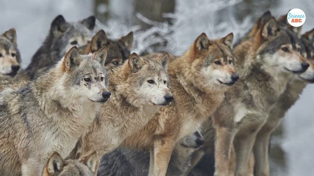 Why Don't We Have Pet Foxes? смотреть онлайн