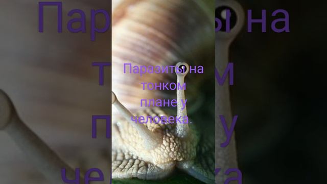Регрессии. Паразиты на тонком плане у человека при диагностике. смотреть онлайн