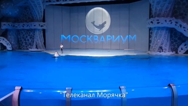 Москвариум. Шоу касатки. Касатки москвариума. Обитатели москвариума. Аквариумы Москвариума.