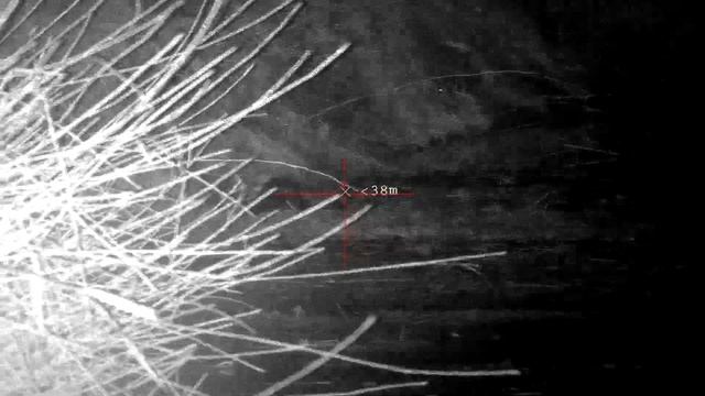 Крысинг, отстрел крыс с пневматики Pard 008s LRF | Pard ta32-19 смотреть онлайн