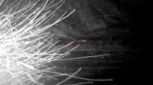 Крысинг, отстрел крыс с пневматики  Pard 008s LRF | Pard ta32-19