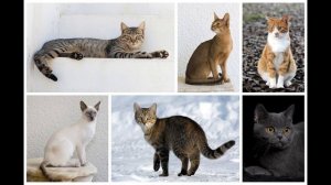 Окружающий мир 2 класс ч.1, тема урока "Про кошек и собак", с.84-87, Школа России.