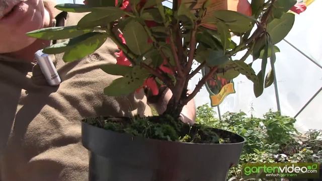 Rhododendron Hybride Busuki смотреть онлайн