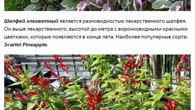 Эти растения всегда желают нам здоровья смотреть онлайн